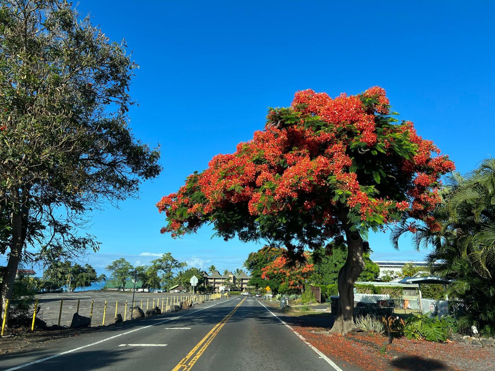 Mailan Hale Lägenhet Kailua-Kona Exteriör bild